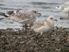 Mediterranean Gull at Southend Seafront (Steve Arlow) (118657 bytes)